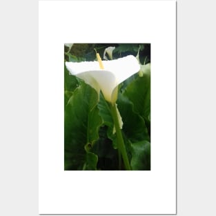 White Calla lily photo Posters and Art